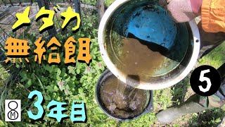 メダカを【無給餌】で３年目、タライから取り出してみると…《part5》