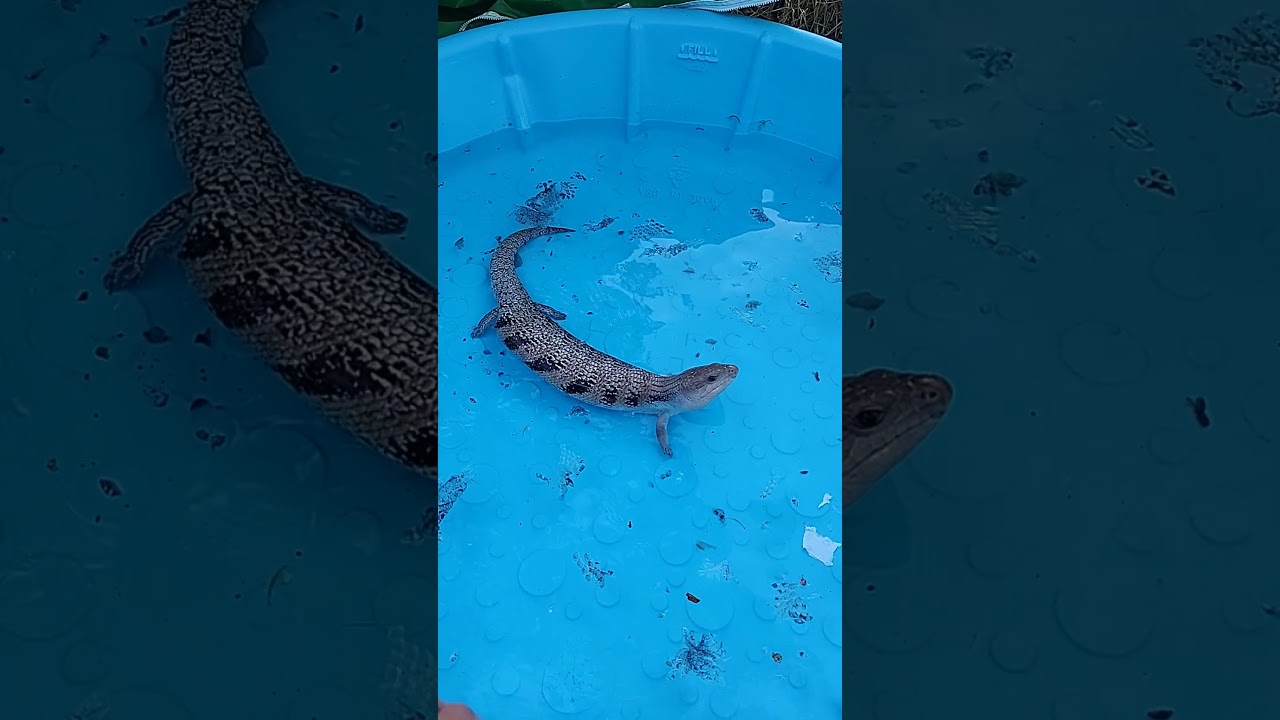 Tiger has shed, most of the shedding is now off of him. 