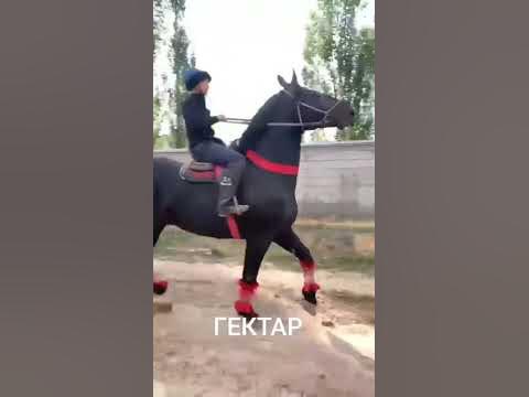 гектар - YouTube