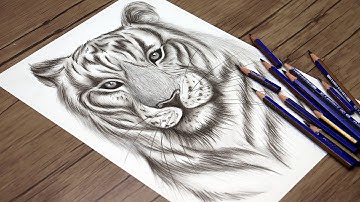 Realistic Tiger Head Drawing | Tiger Face Sketch | How to Draw Step by Step