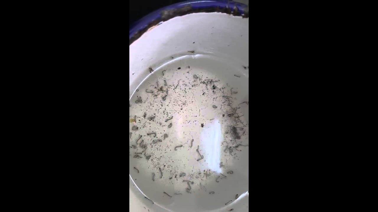 AEDES MOSQUITOE LARVAE(ORKIN PEST CONTROL)