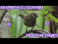 Piado de fêmea de tiziu ao vivo tiziu fica louco