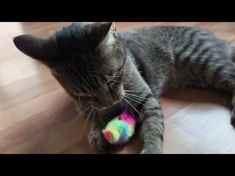Max Is Having Fun! 😸 #funnyvideo