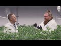 Using Medical Marijuana for Pain vs. Suffering | Discover Marijuana