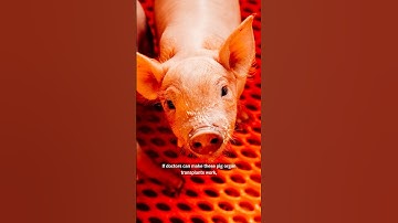 Are Genetically Modified Pigs The Future of Organ Transplants?