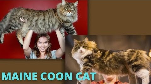 Maine coon kittens for sale okc