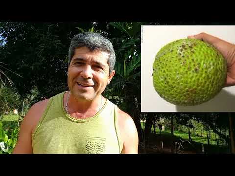 Vídeo: Cultivo da fruta-pão - Onde a fruta-pão cresce e cuida da árvore da fruta-pão