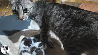 Kittens meowing loudly and asking for milk from their mommy as she races to them