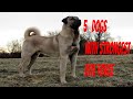 5 Dogs With Strongest Bite Force Shorts