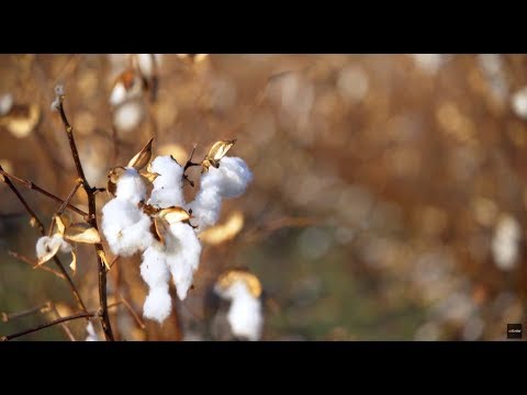 Wideo: Które stany produkują najwięcej bawełny?