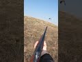 Stella puts this chukar up for Brenda! #pointer #chukarhunting #shorts #newshorts #shortvideo