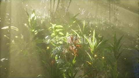 Fog Over the River in the Early Morning on an Summer Day | Motion Graphics - Envato elements