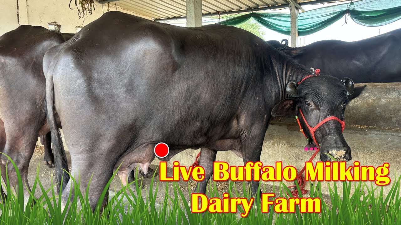 Live Milking Video | 14 lit 🥛 ఈరోజే లోడ్ దిగిన ముర్రా గేదెలు |Murra Buffaloes for sale in Shamshabad