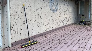 Millions of Mormon crickets invade Nevada neighborhoods