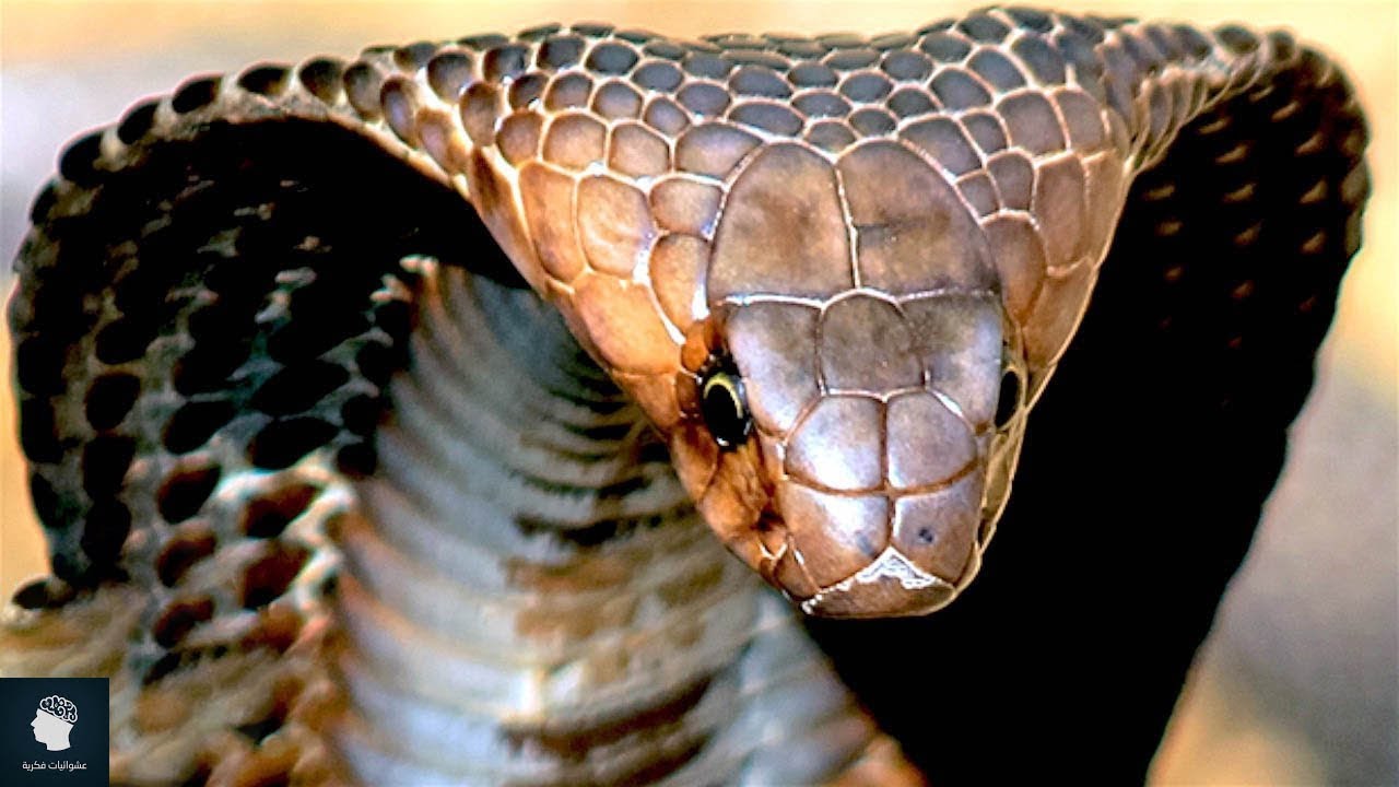 Mire támaszkodik a biostratigráfiai randevú?