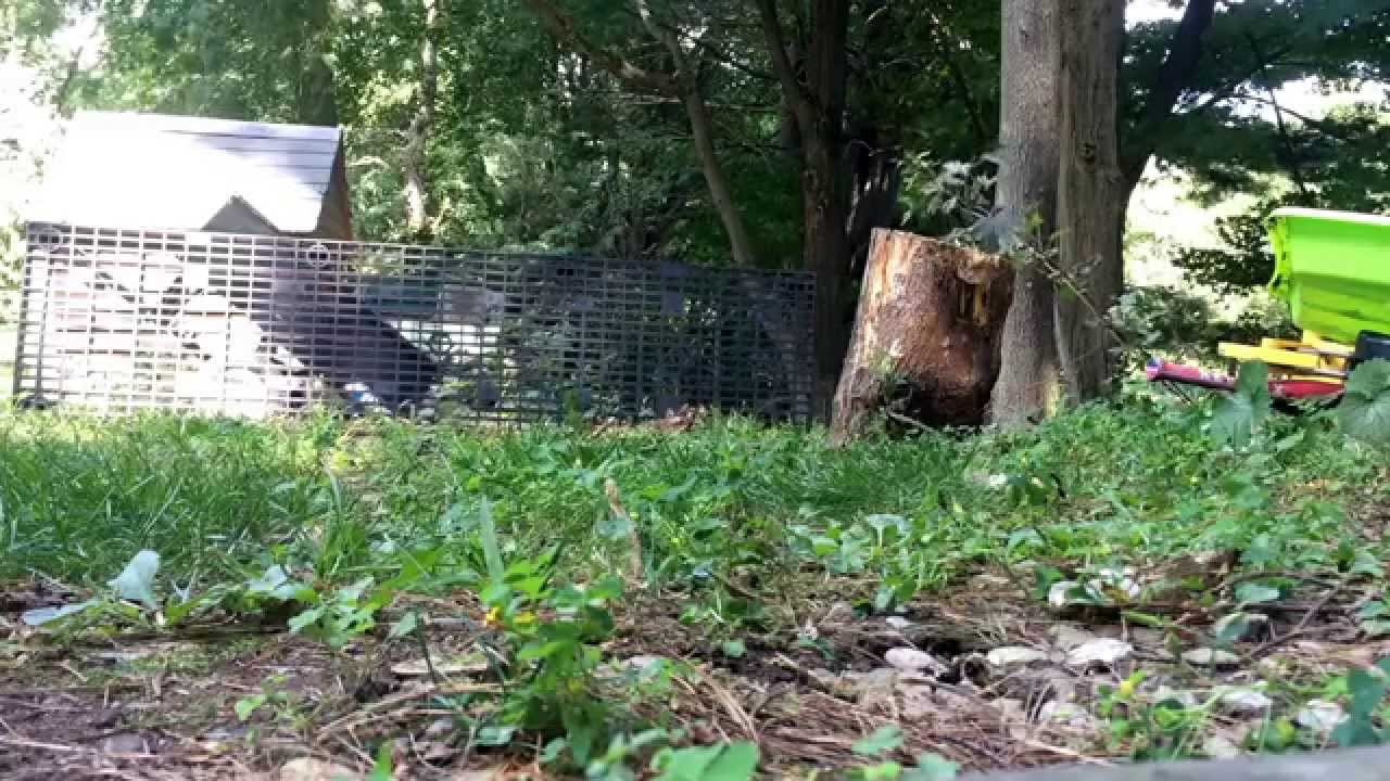 Underground Bumblebee Nest YouTube