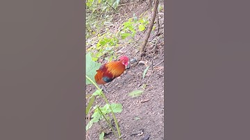 gà rừng giải nhất phi nhanh như tàu lửa 🔥🔥.qaib qus khav theeb tiag tiag