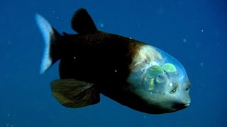 Extraños peces de aguas profundas que ven a través de su frente