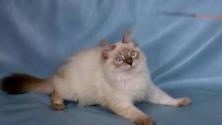 Сильвестр - Невский маскарадный котик Сильвестр - Невский маскарадный котик