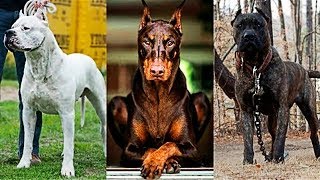 10 Races De Chiens De Garde Les Plus Dangereuses Du Monde - YouTube