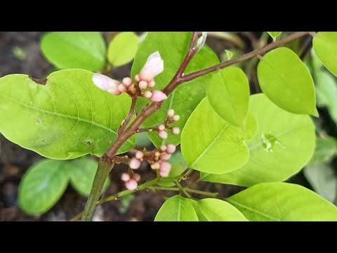 วีดีโอ: วิธีการขยายพันธุ์มะเฟือง – วิธีการขยายพันธุ์ต้นมะเฟือง