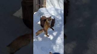 飛び跳ねる狐に餌を投げたら食べてくれて心が癒された