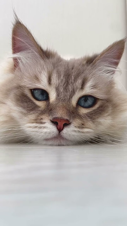 #cats #kitten #meow #animal #funnycats #cat #kot #cute #kitty #koty