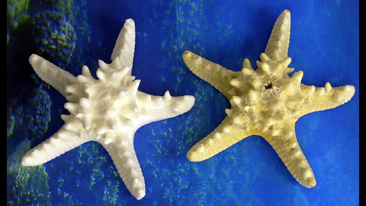 Make Plastic Sharfish, Just Duplicate a Real Starfish! YouTube
