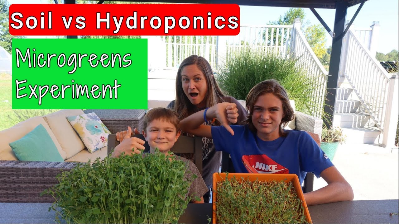SOIL VS HYDROPONICS MICROGREEN EXPERIMENT YouTube