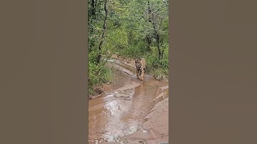 Thumbnail of Tiger vs King Cobra #wildlife #shorts #ytshorts #travelfromhome #tadoba #wildlife #viral #trending