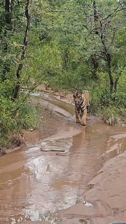 Tiger vs King Cobra #wildlife #shorts #ytshorts #travelfromhome #tadoba #wildlife #viral #trending
