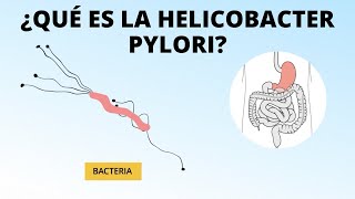 ¿Qué es la helicobacter pylori?