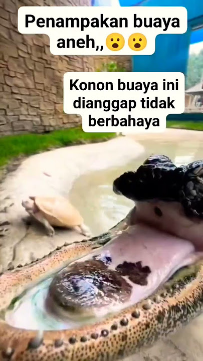 Buaya Sumbing Nyanyi, Suaranya Bikin Gak Kuat Nahan Tawa! #shorts #lucu #ngakak #trending
