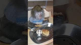 вкусненько😋👍🥞 #обезьяна #animal #monkey #petmonkey #зоо #экзотика #питомец #макака #mukbang