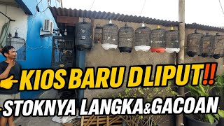 Download Lagu PERTAMA KALI DILIPUT‼️ KEN BIRDSHOP MATRAMAN JUAL BURUNG LANGKA \u0026 GACORAN MEWAH🔥 MP3 Download Lagu PERTAMA KALI DILIPUT‼️ KEN BIRDSHOP MATRAMAN JUAL BURUNG LANGKA \u0026 GACORAN MEWAH🔥 MP3