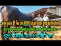 👉arjun bull. के बेटे भैरव ओर बादशाह (son of Arjun bull) और तूफान. tufaan bull. mother record 6259 kg