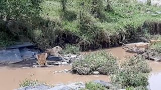 Lion Cubs Scared To Swim To Their Unbothered Mothers