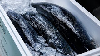Norwegian salmon filleting process