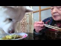 【秋田犬げんき】お婆さんと仲良くお雑煮をいただく【akita dog】