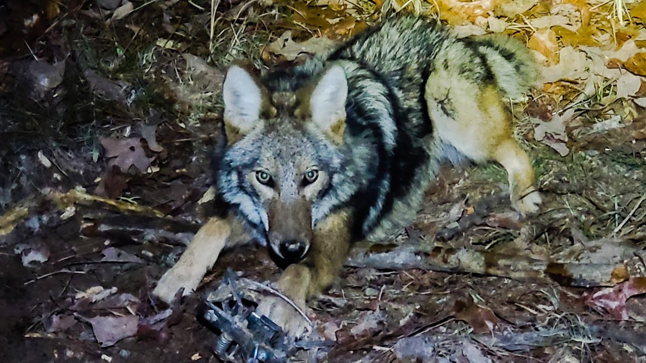 Trapping Oklahoma ep.4 Coyote in a dirt hole (Trapper js all predator