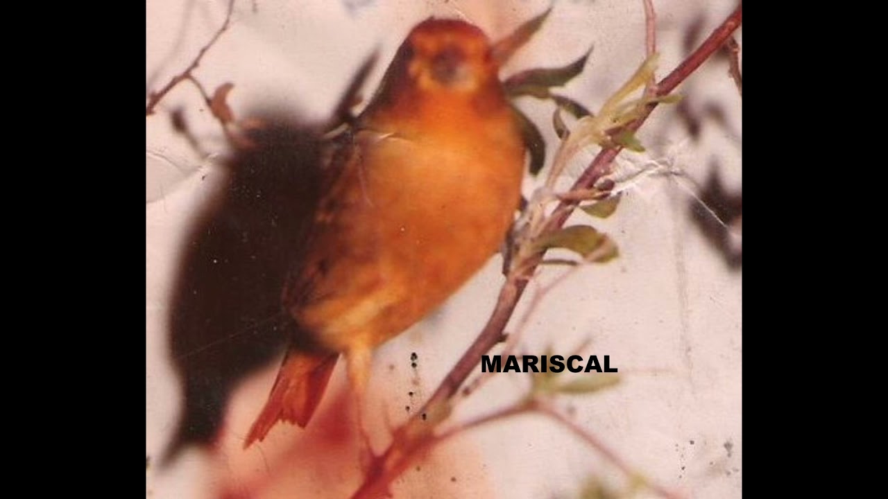 CD canto Jilguero Mariscal