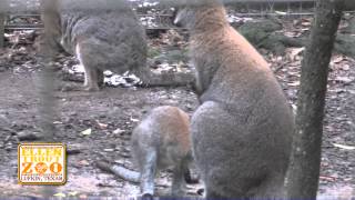 Bennetts Wallaby joey at the Ellen Trout Zoo