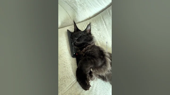 Watch the video about When the remote is the best sofa! 📺😹 #cat #kitten #mainecoon #catlover #cute #funnycats#naitcoon