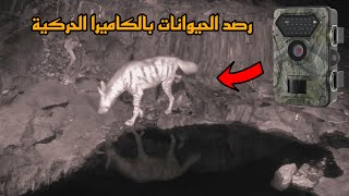 رصد الحيوانات بالكاميرا الحركية 📽 في جبل ظلْمان ببني سهيم جنوب غرب السعودية ⛰