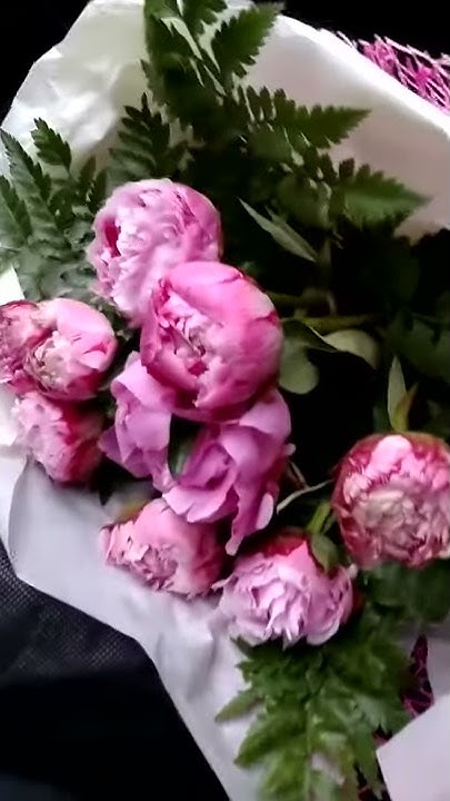 Где купить пионы Днепр сравнить цены смотреть фото - YouTube