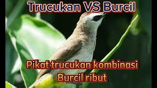 Suara pikat burung trucukan VS Burcil ribut, TERBUKTI AMPUHH!!!#pikat #terapiburungmacetbunyi