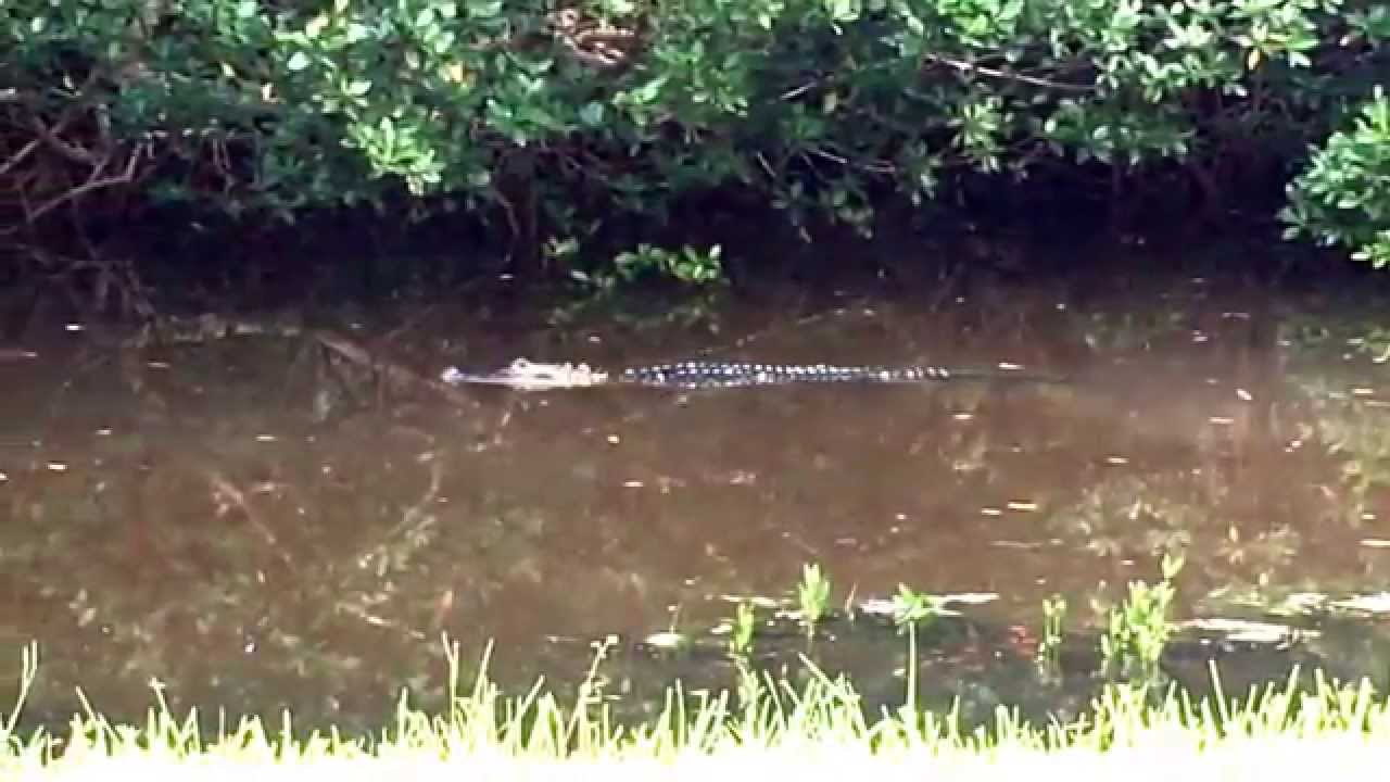 Sanibel Alligator, Oct. 2015