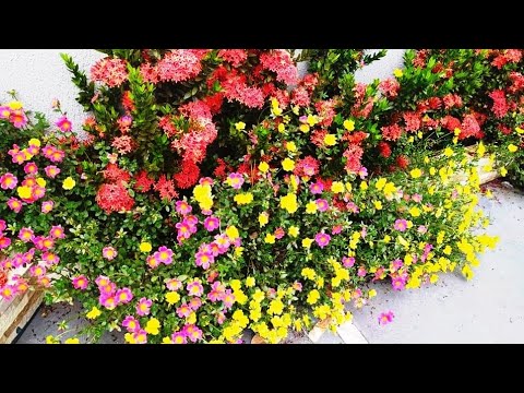 ONZE HORAS! QUAL SEGREDO PRA FLORIR? PLANTAS JARDIM JARDINAGEM - thptnganamst.edu.vn