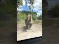 Rhino Charges Towards Our Car 亞 Shorts Youtubeshorts Rhino Charges Towards Our Car 亞 Shorts Youtubeshorts