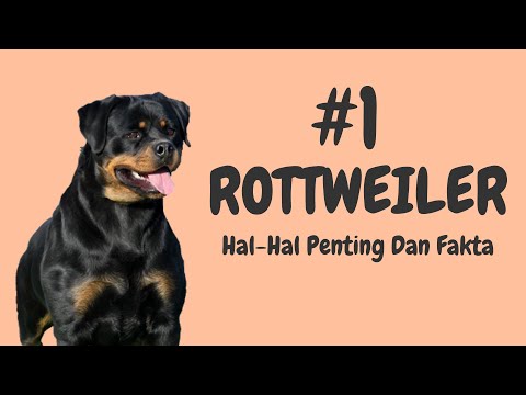 Video: Adakah rottweiler banyak menumpahkan?